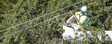 CoServ's vegetation management program improves reliability by keeping trees and other plants from growing near power lines or other electric infrastructure. This proactive measure prevents outages. CoServ oversees multiple contractors to constantly keep the lines trimmed properly.