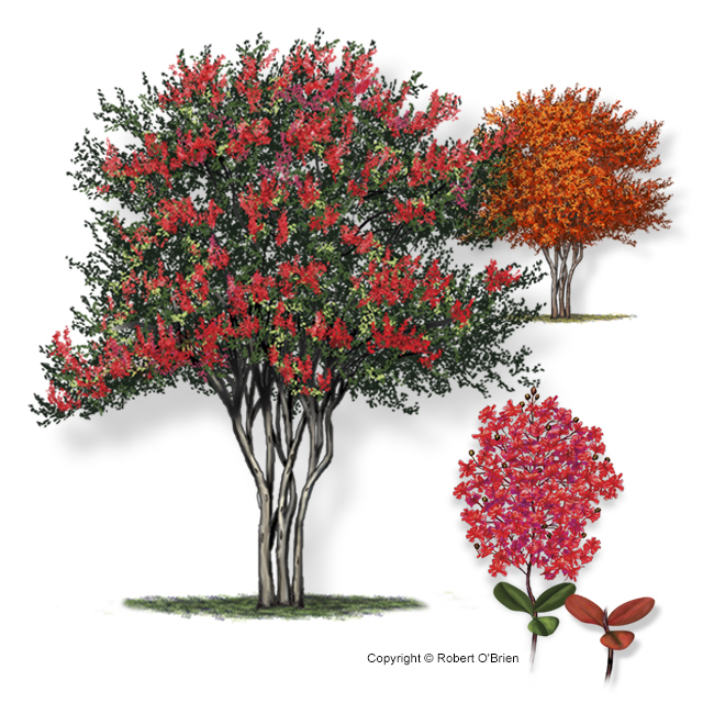 Crape Myrtle