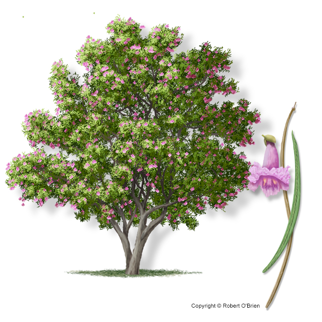 Desert Willow