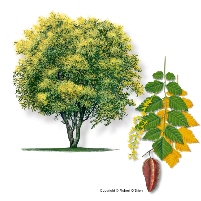 Goldenrain Tree