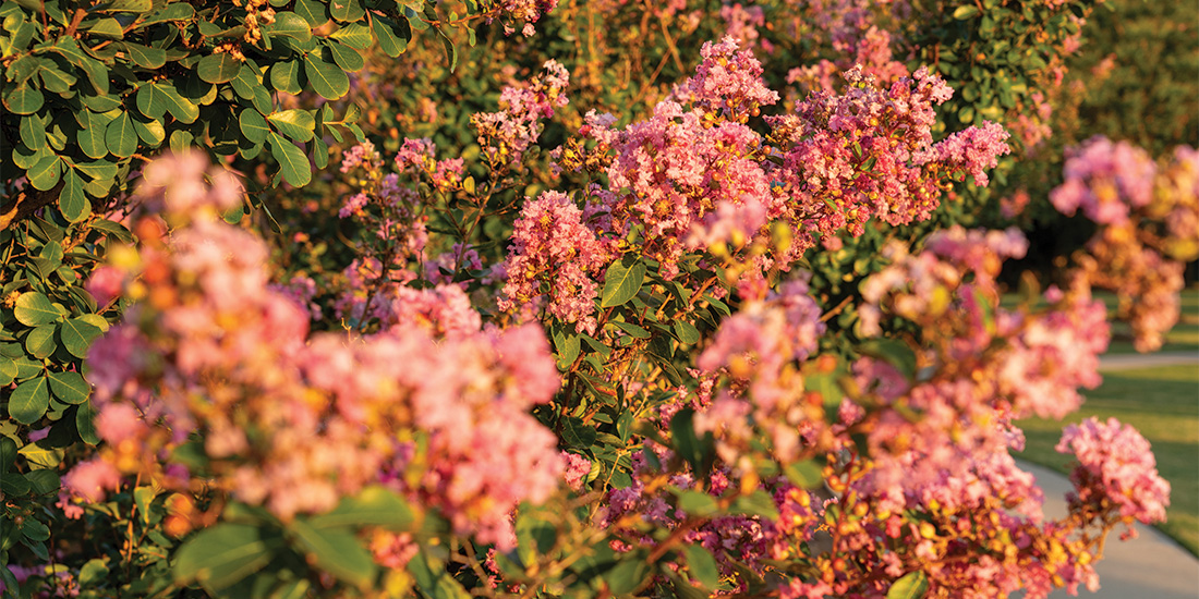 City of Crape Myrtle Trails of McKinney consist of a park decorated with Crape Myrtle Trees and extends through the street of McKinney. Photos by BRIAN ELLEDGE