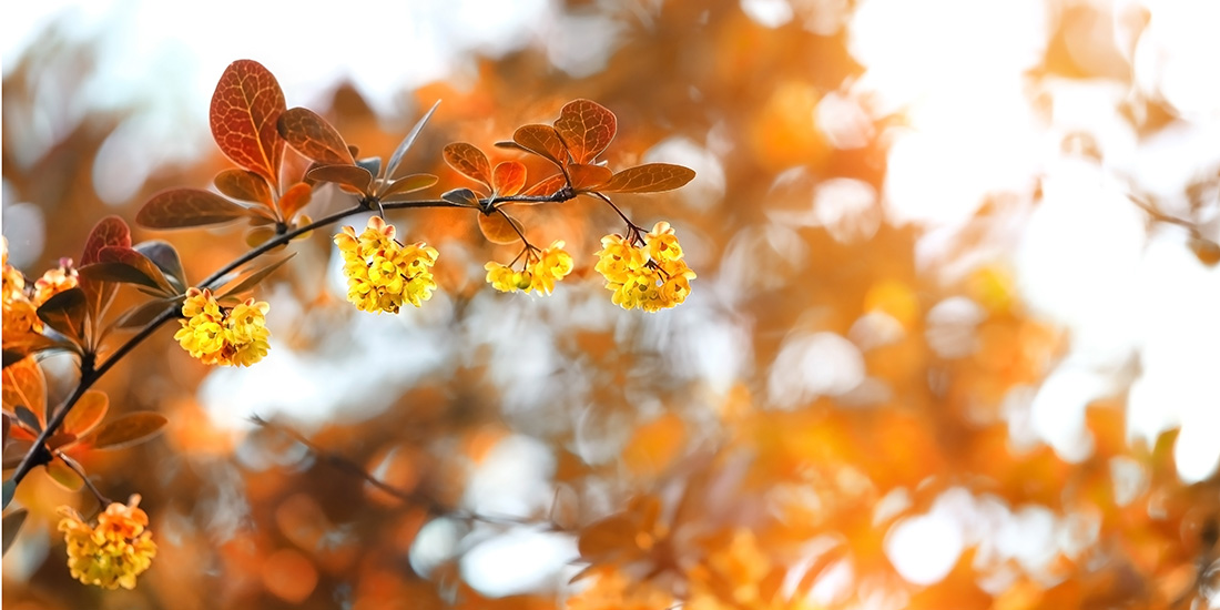 Stock.Adobe.com/Ju_see