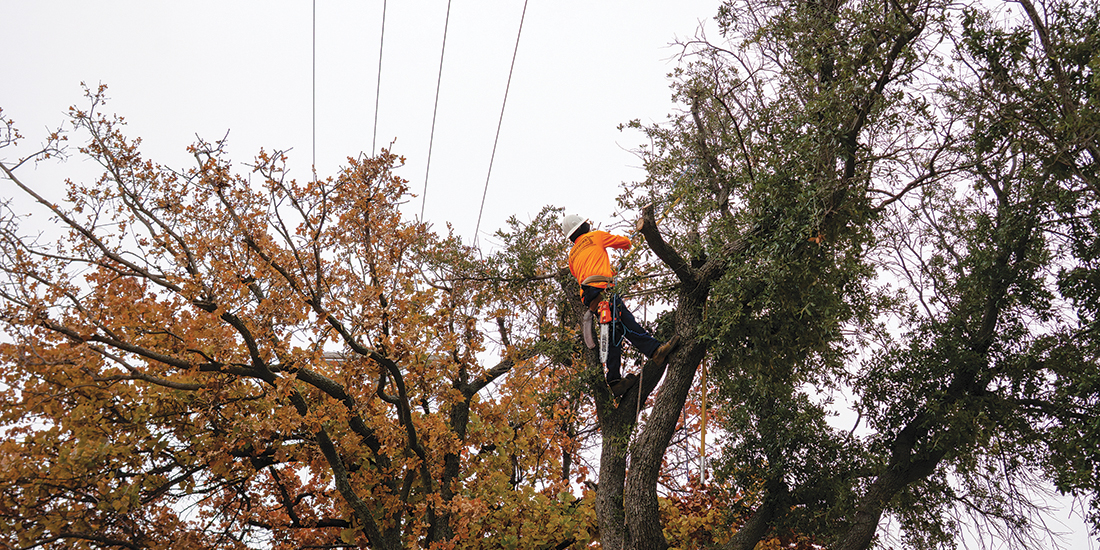 CoServ partners with Whitmire Line Clearance to trim trees around power lines. When bucket trucks can’t reach an area, specially trained climbers manually trim the trees to maintain safe clearances and reliable service. Photo by BRIAN ELLEDGE