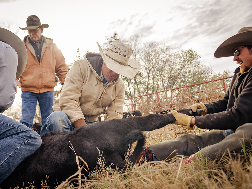 Scott Schumacher and his cowboys vaccinate a calf.