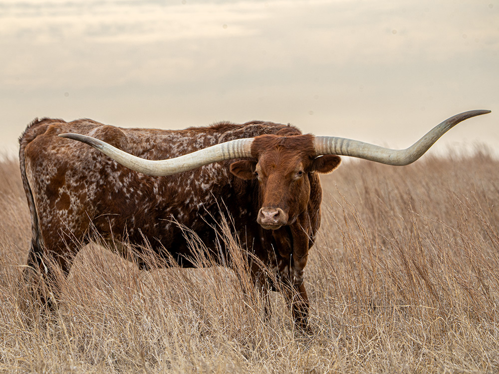 Longhorns are a part of the Schumacher operation and are sold worldwide to bring character to pastures.