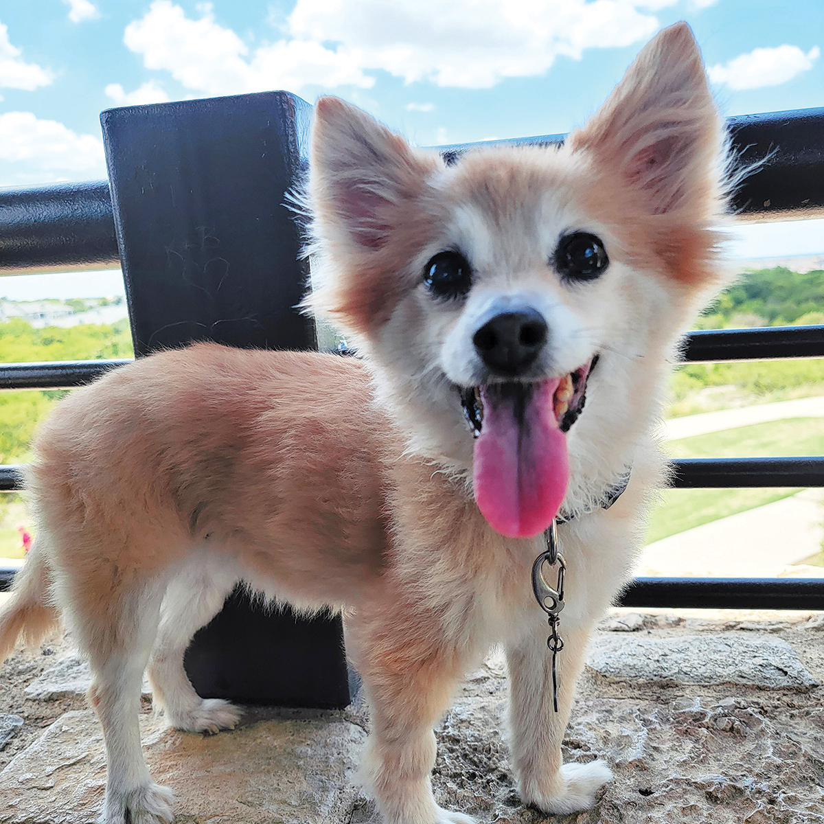 CoServ helped out Ricardo and Denise with some billing options during a time of emergency when their family dog Nikki became ill.